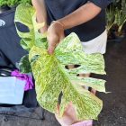 Monstera Deliciosa “Starlight” – Rare Variegated Form, Well variegation