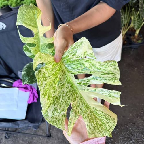Monstera Deliciosa “Starlight” – Rare Variegated Form, Well variegation