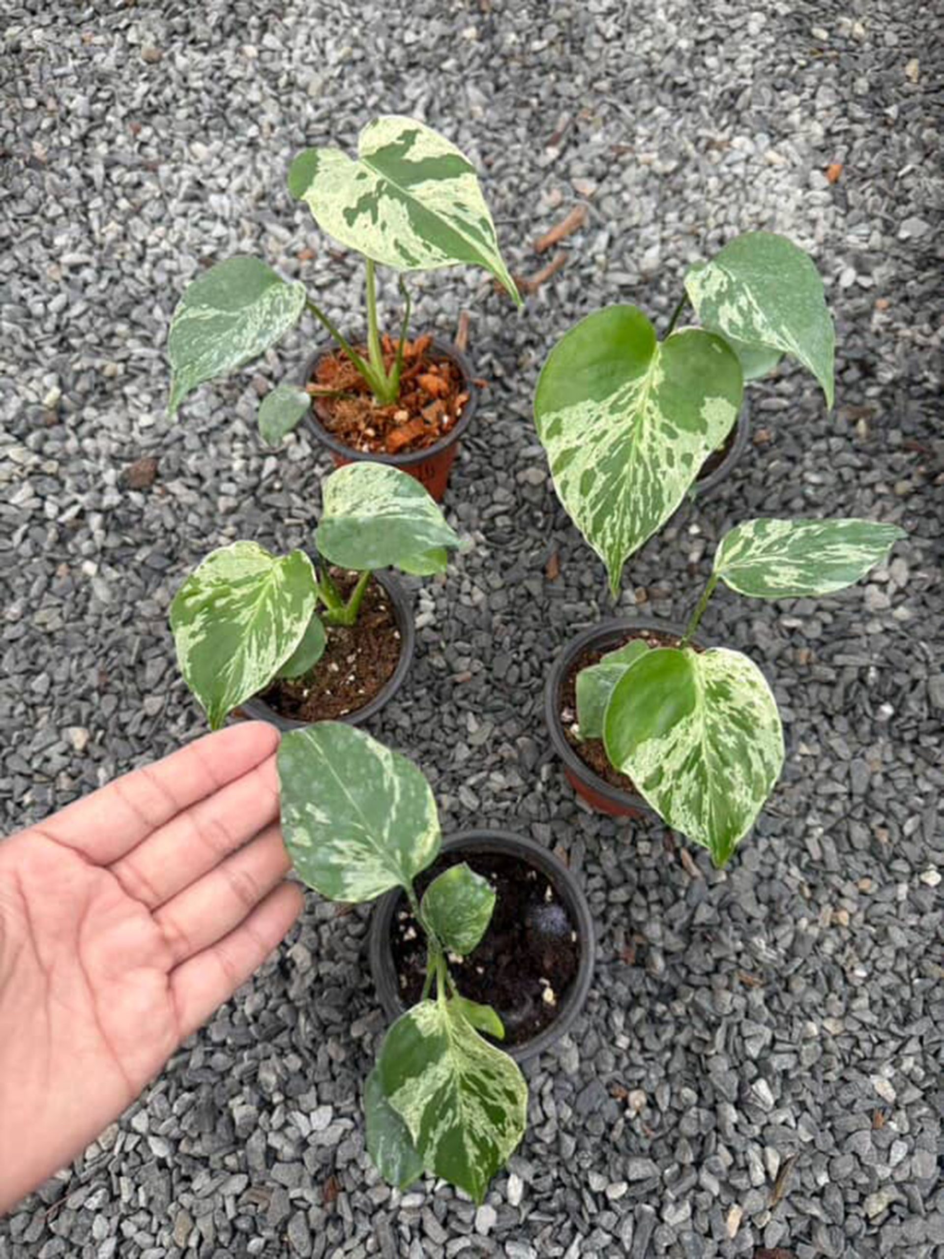 Monstera Bulbasaur, Monstera Deliciosa Bulbasaur, Well variegation 4in pot - Image 6