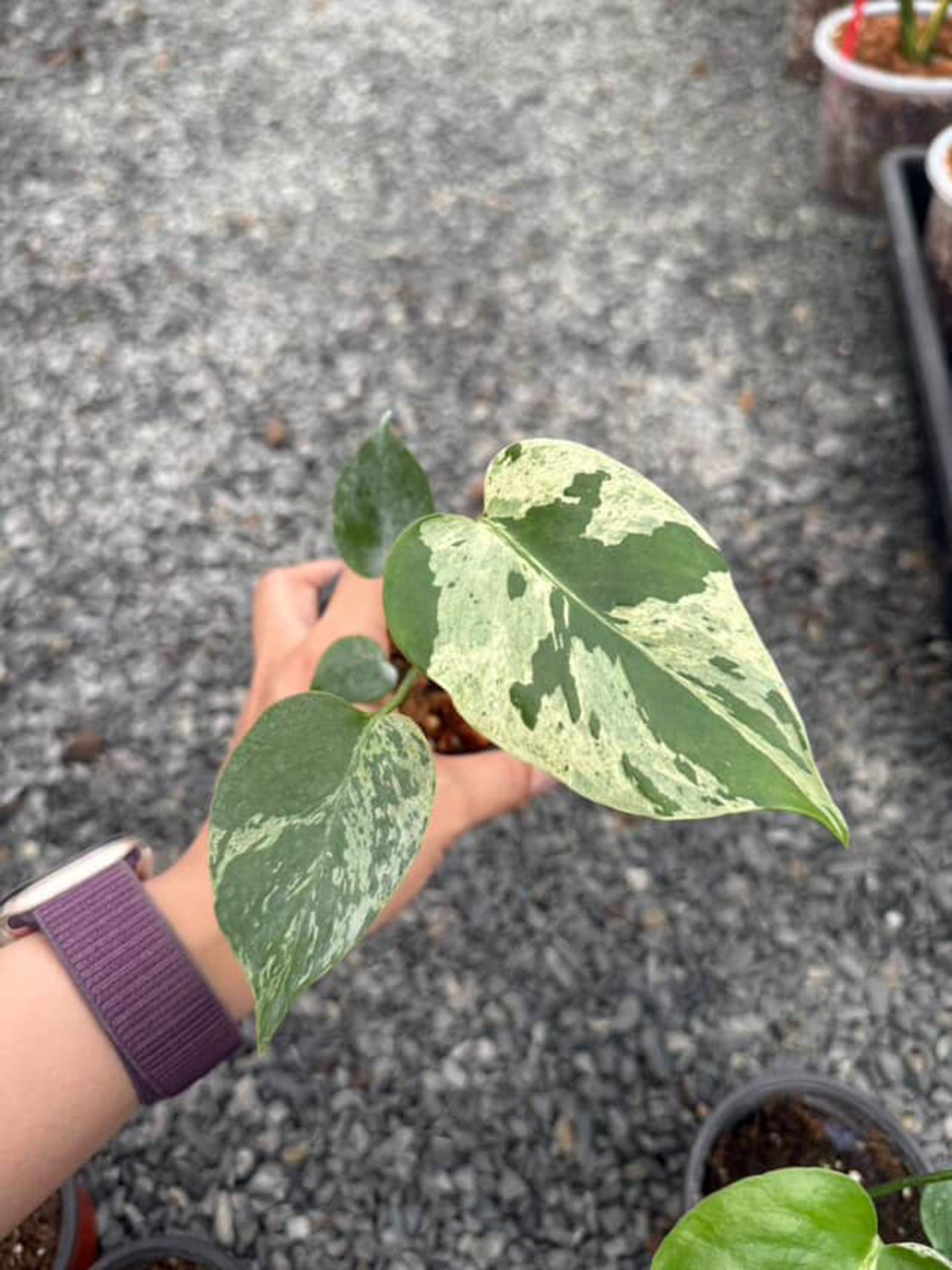 Monstera Deliciosa Bulbasaur
