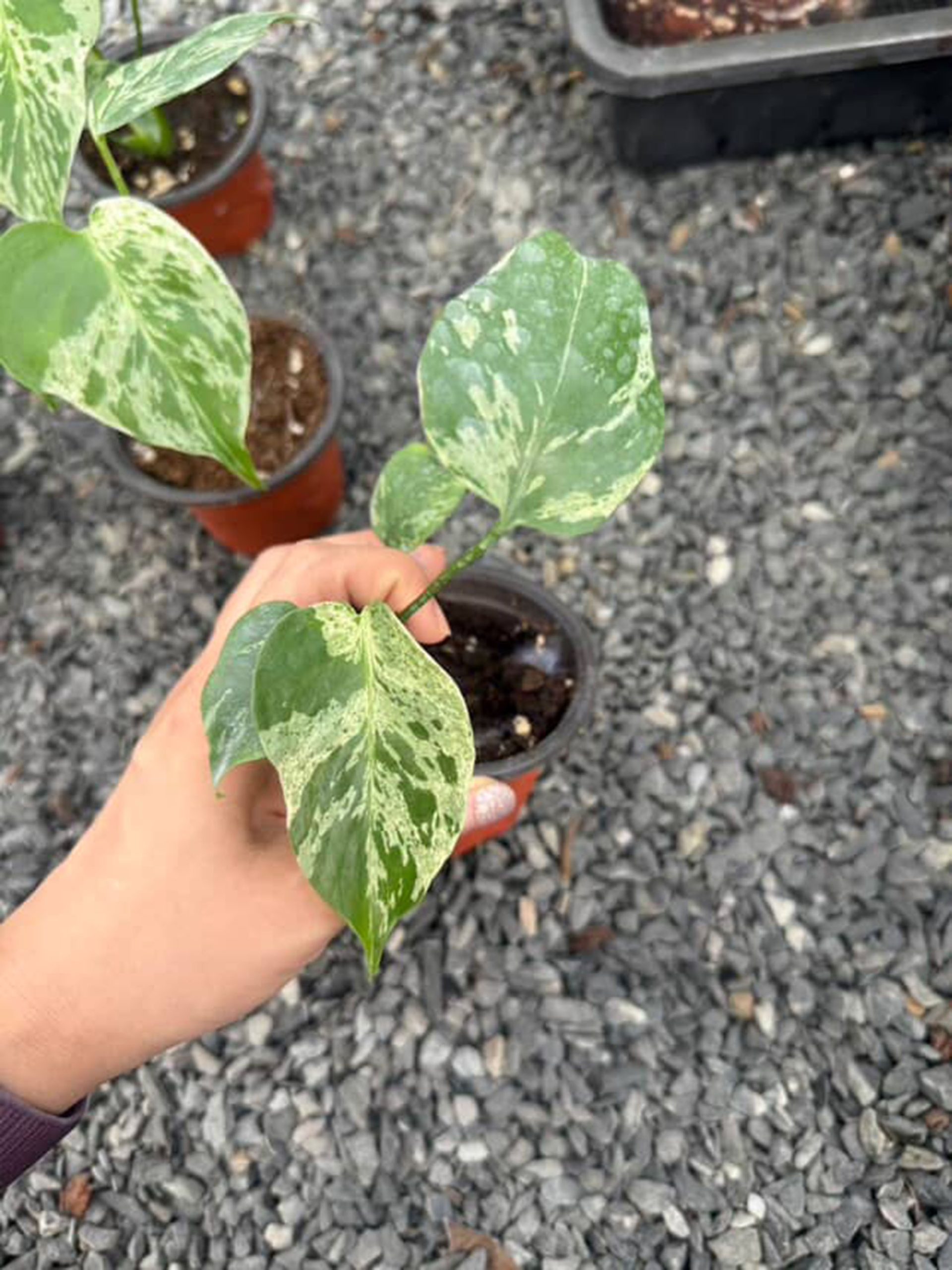 Monstera Bulbasaur, Monstera Deliciosa Bulbasaur, Well variegation 4in pot - Image 5
