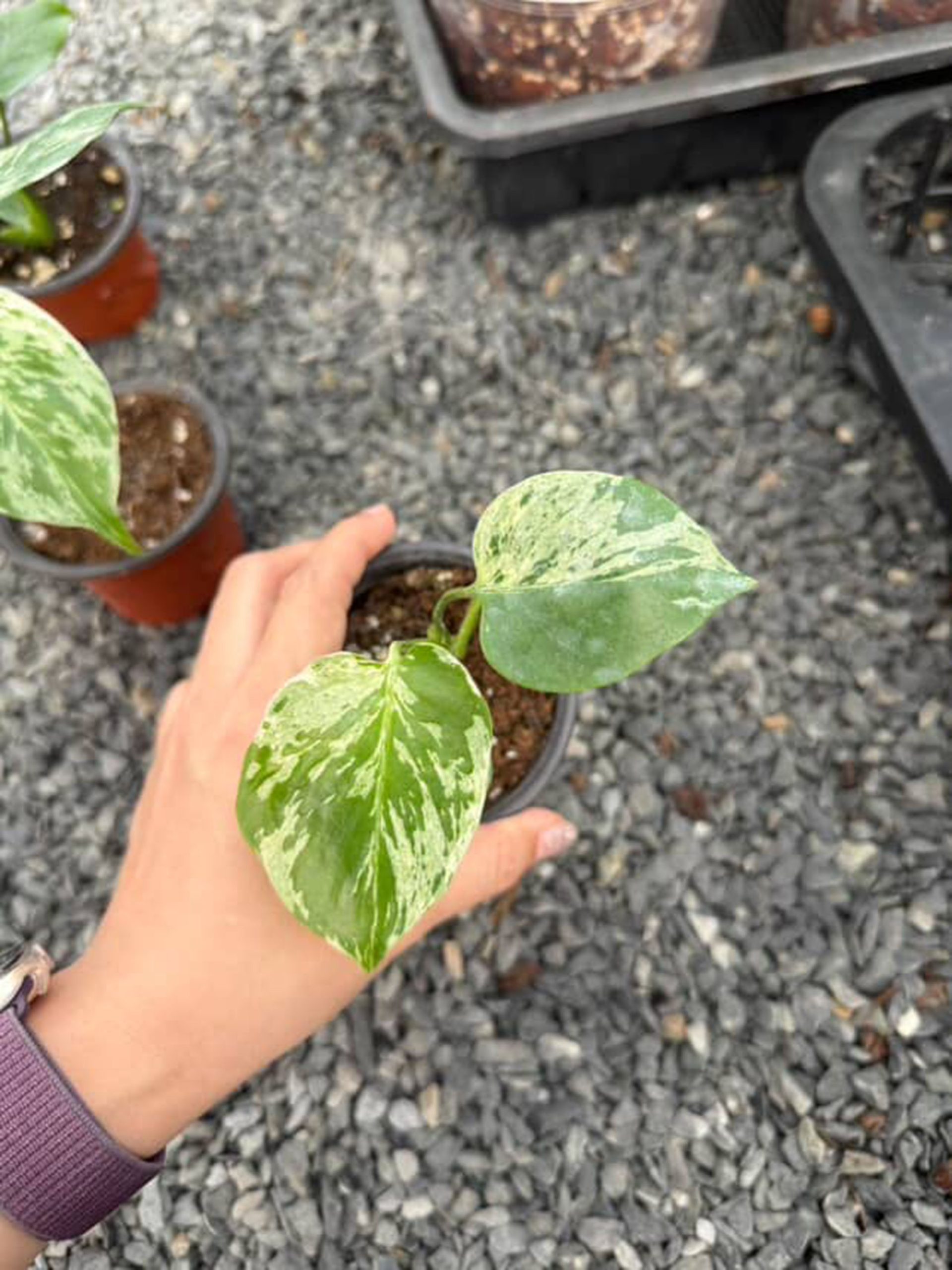 Monstera Bulbasaur, Monstera Deliciosa Bulbasaur, Well variegation 4in pot - Image 4