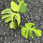 Monstera Deliciosa “Light Lime”