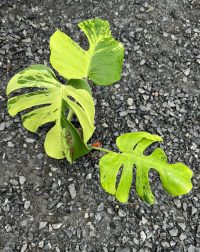 Monstera Deliciosa “Light Lime”