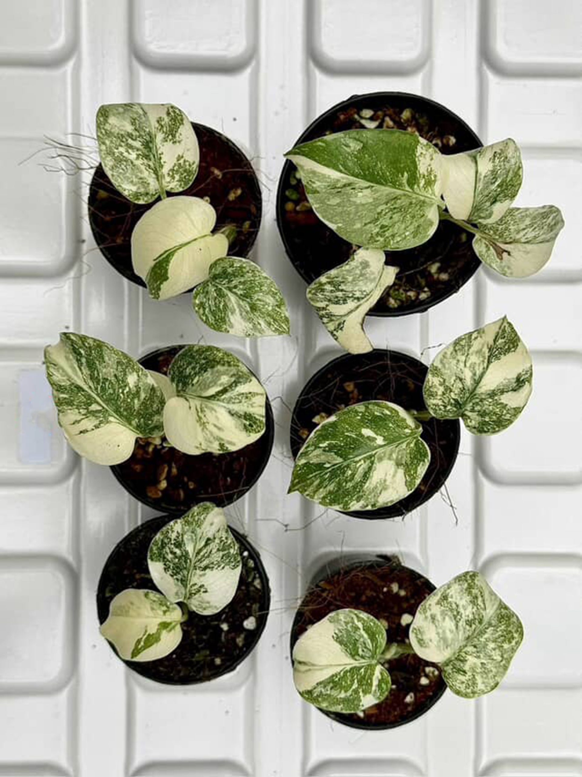 SET 6 pots Legacy Monstera Deliciosa Variegated - Image 3