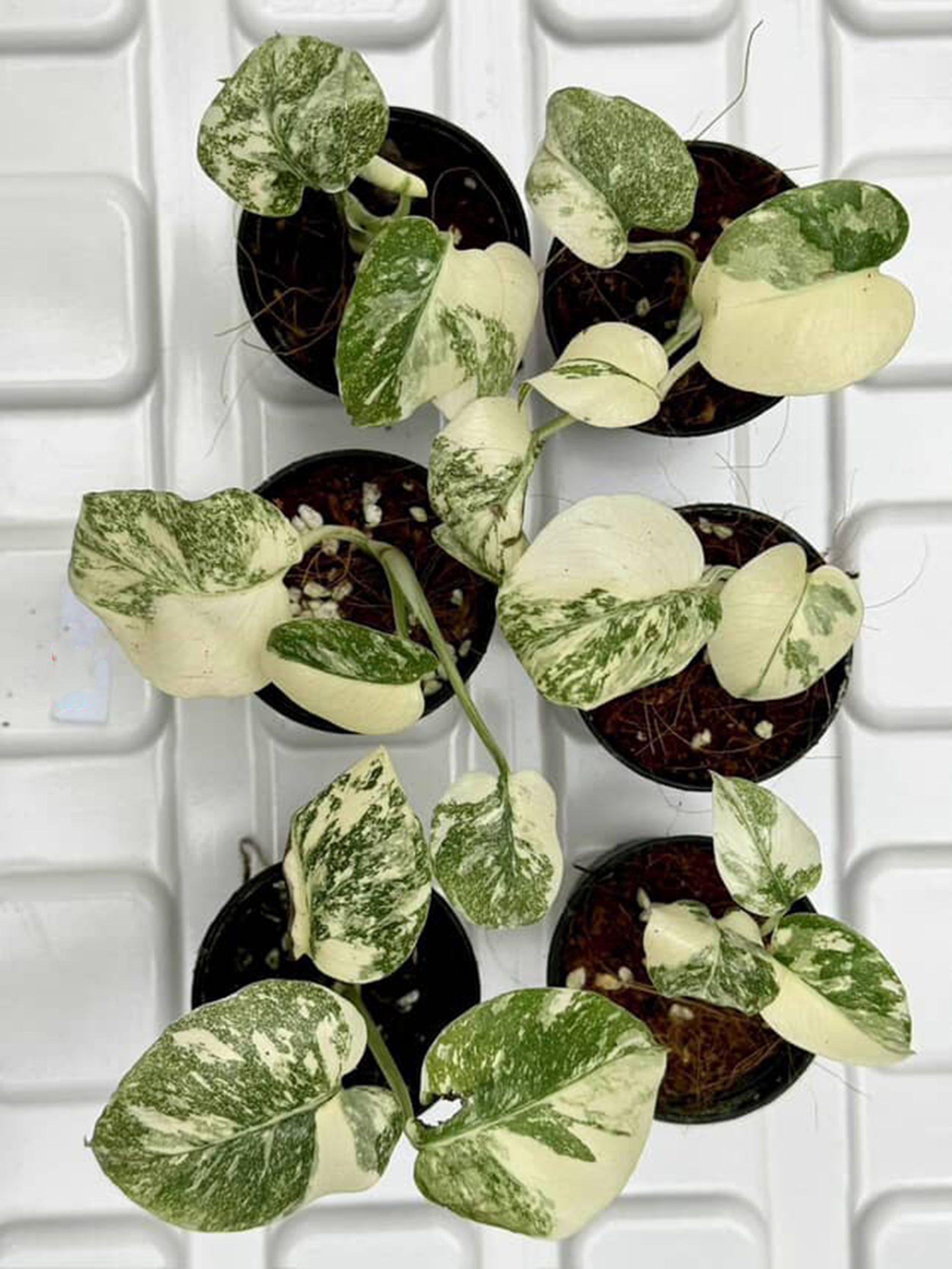 SET 6 pots Legacy Monstera Deliciosa Variegated - Image 2