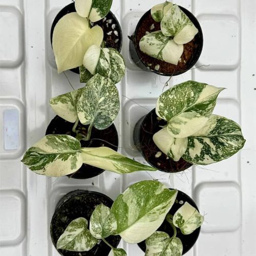 SET 6 pots Legacy Monstera Deliciosa Variegated