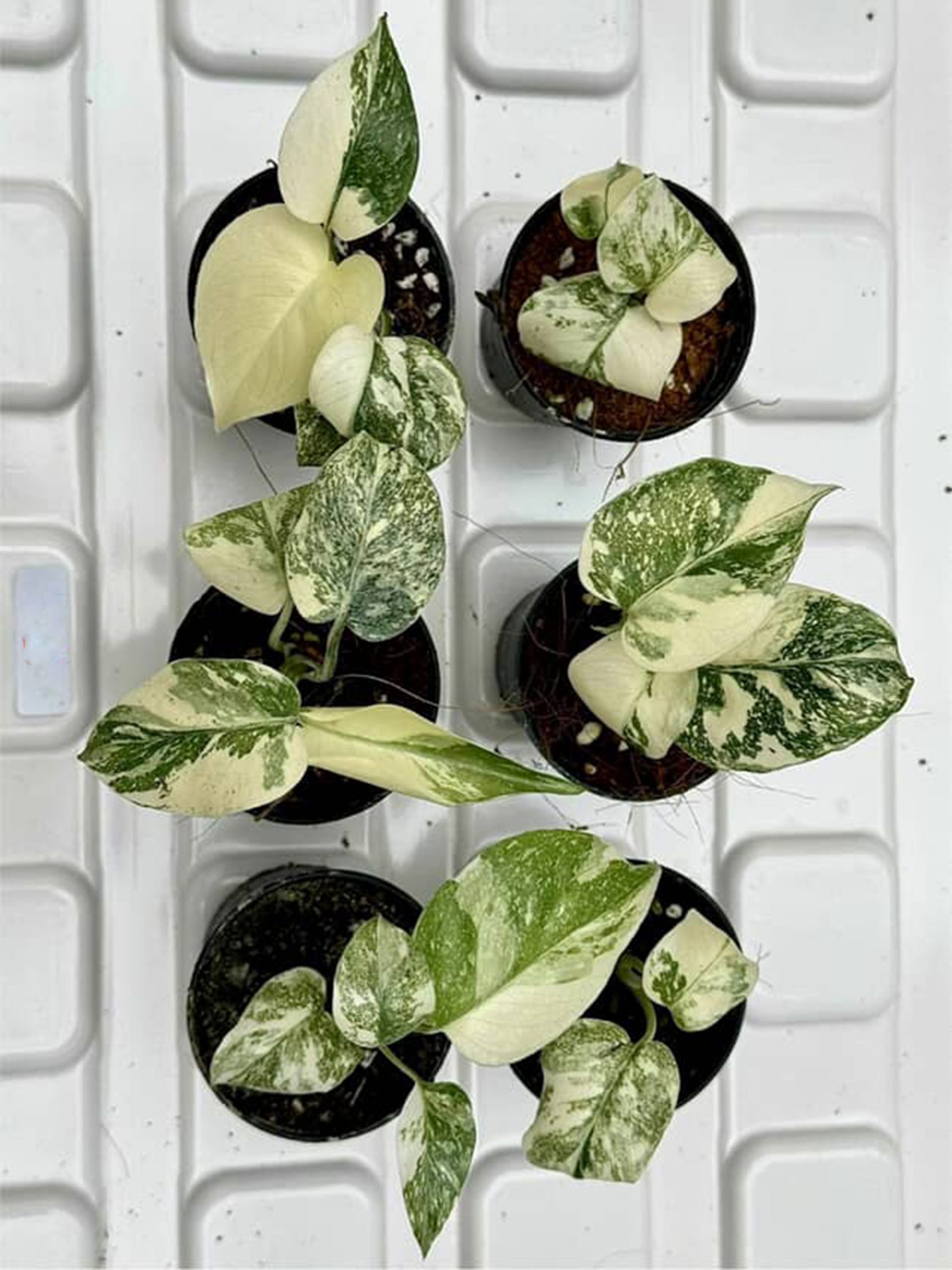 SET 6 pots Legacy Monstera Deliciosa Variegated