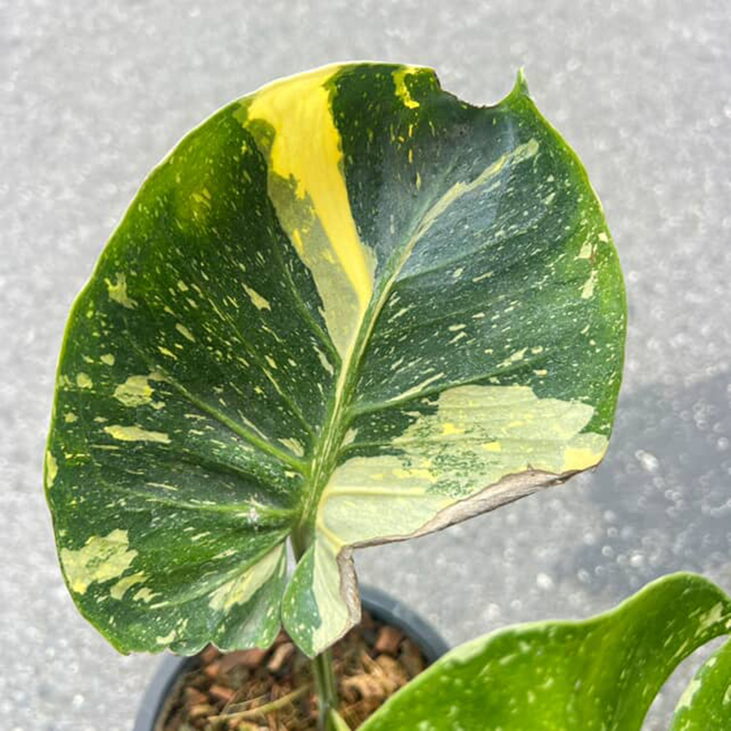 Monstera Thai Constellation Cup Form Leaves - Image 2