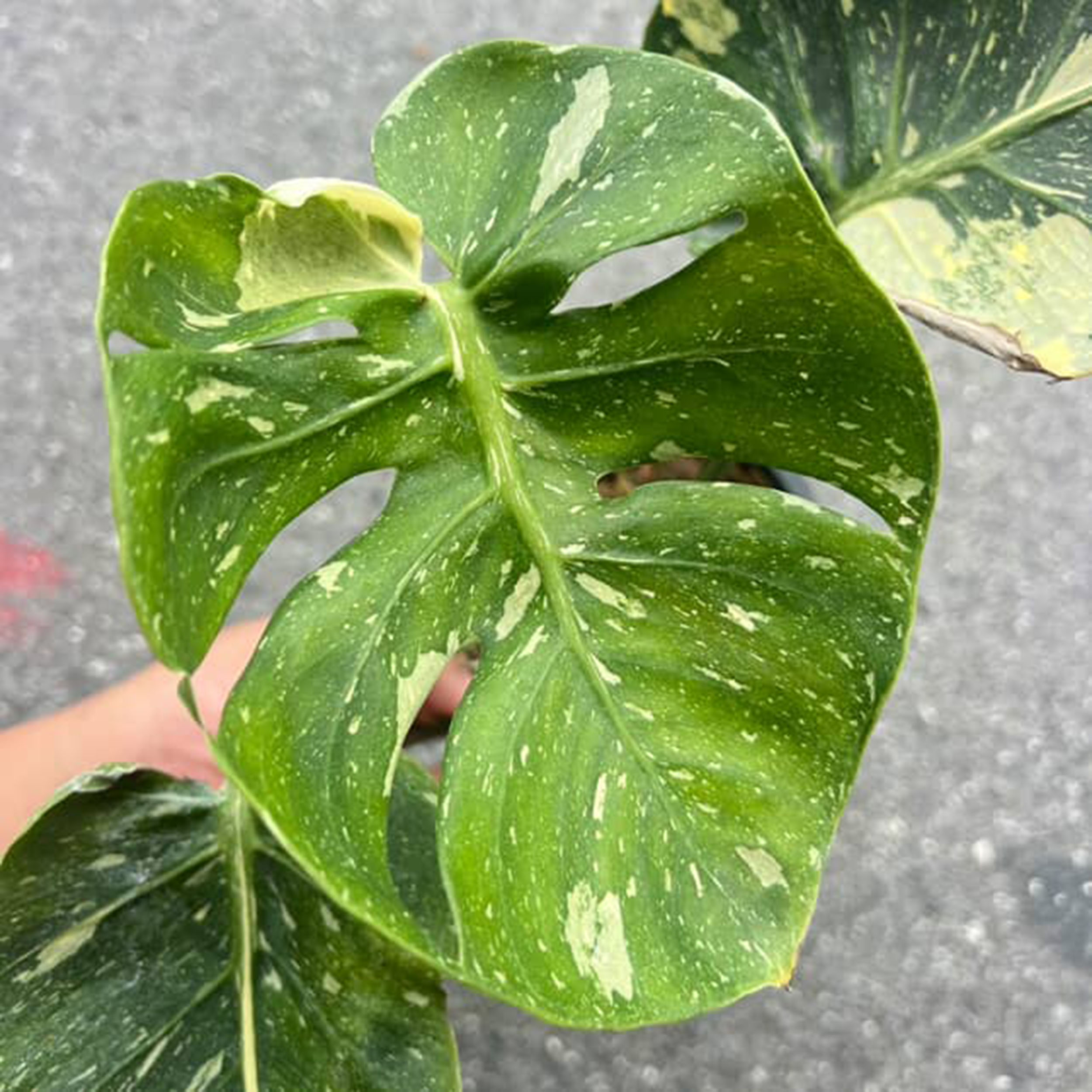 Monstera Thai Constellation Cup Form Leaves - Image 4
