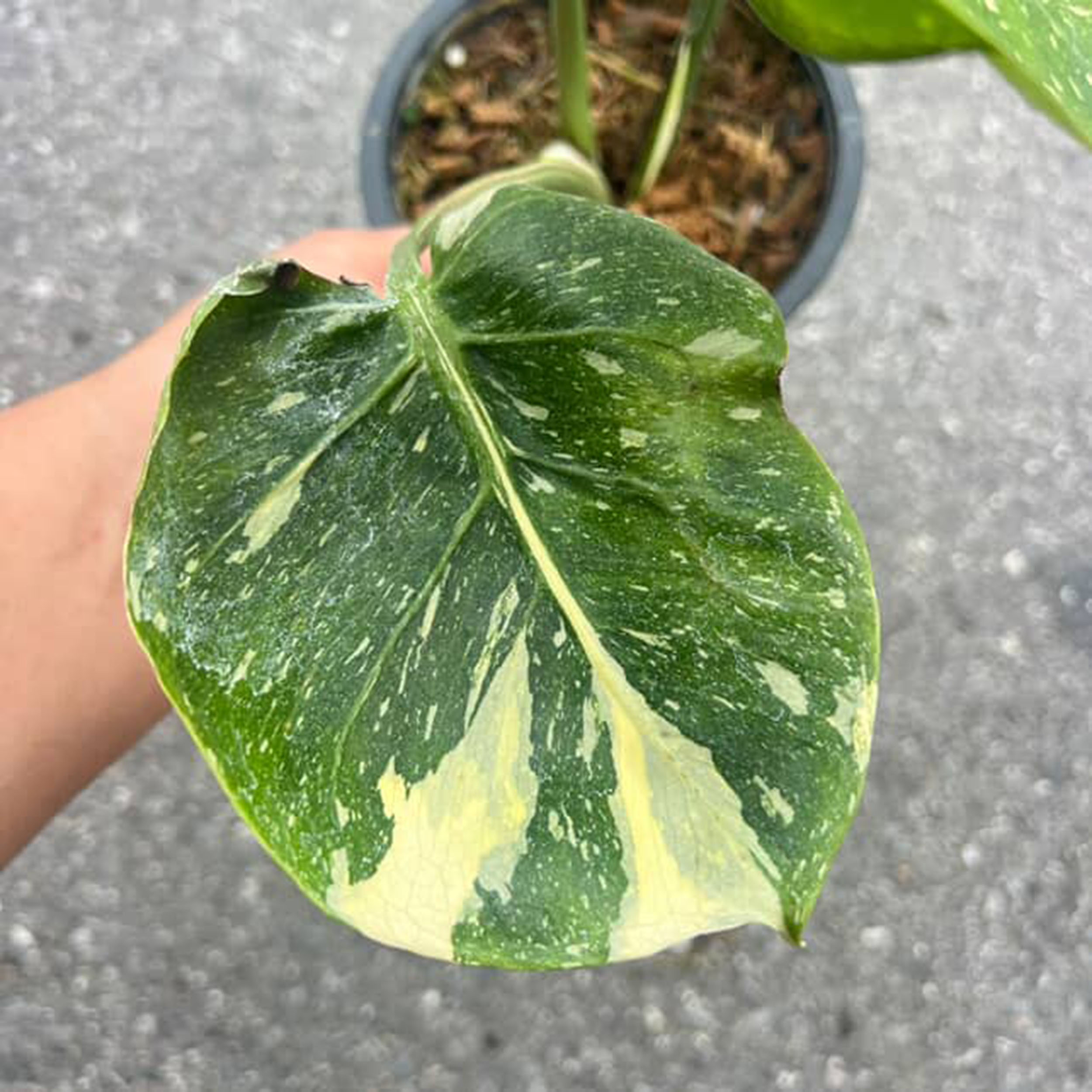 Monstera Thai Constellation Cup Form Leaves - Image 3