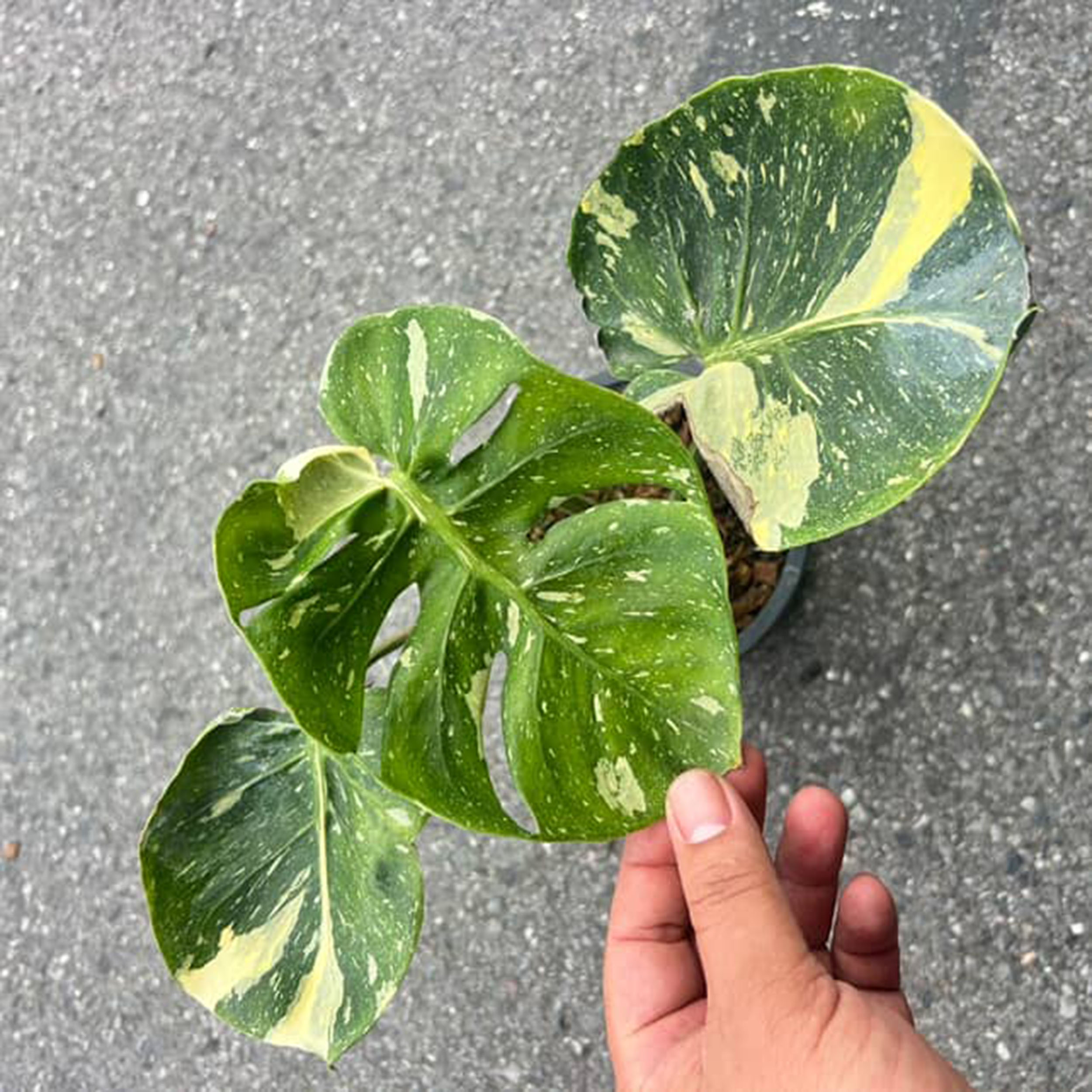 Monstera Thai Constellation Cup Form Leaves