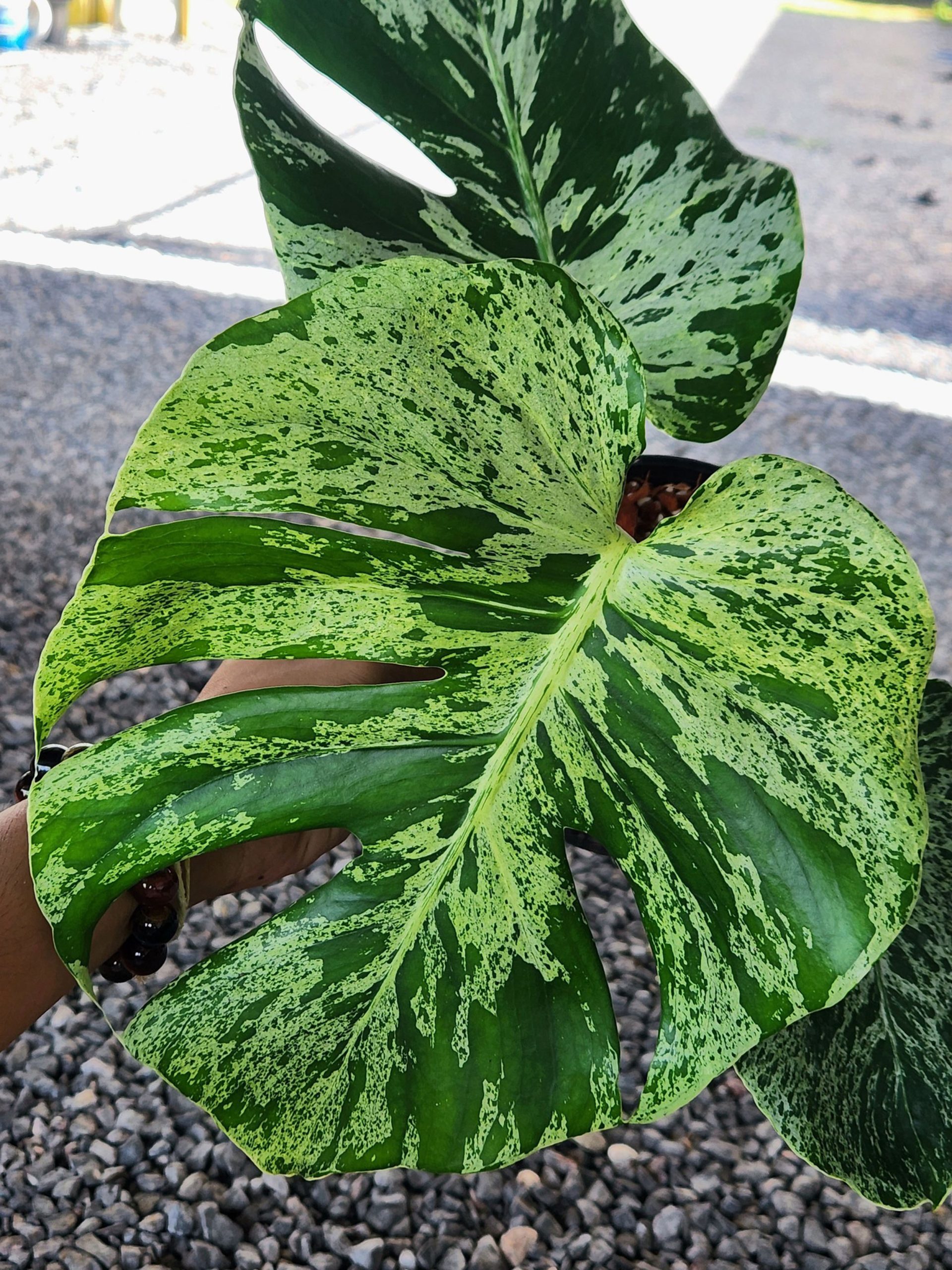 Monstera Bulbasaur, Monstera Deliciosa Bulbasaur, Well variegation 4in pot - Image 7