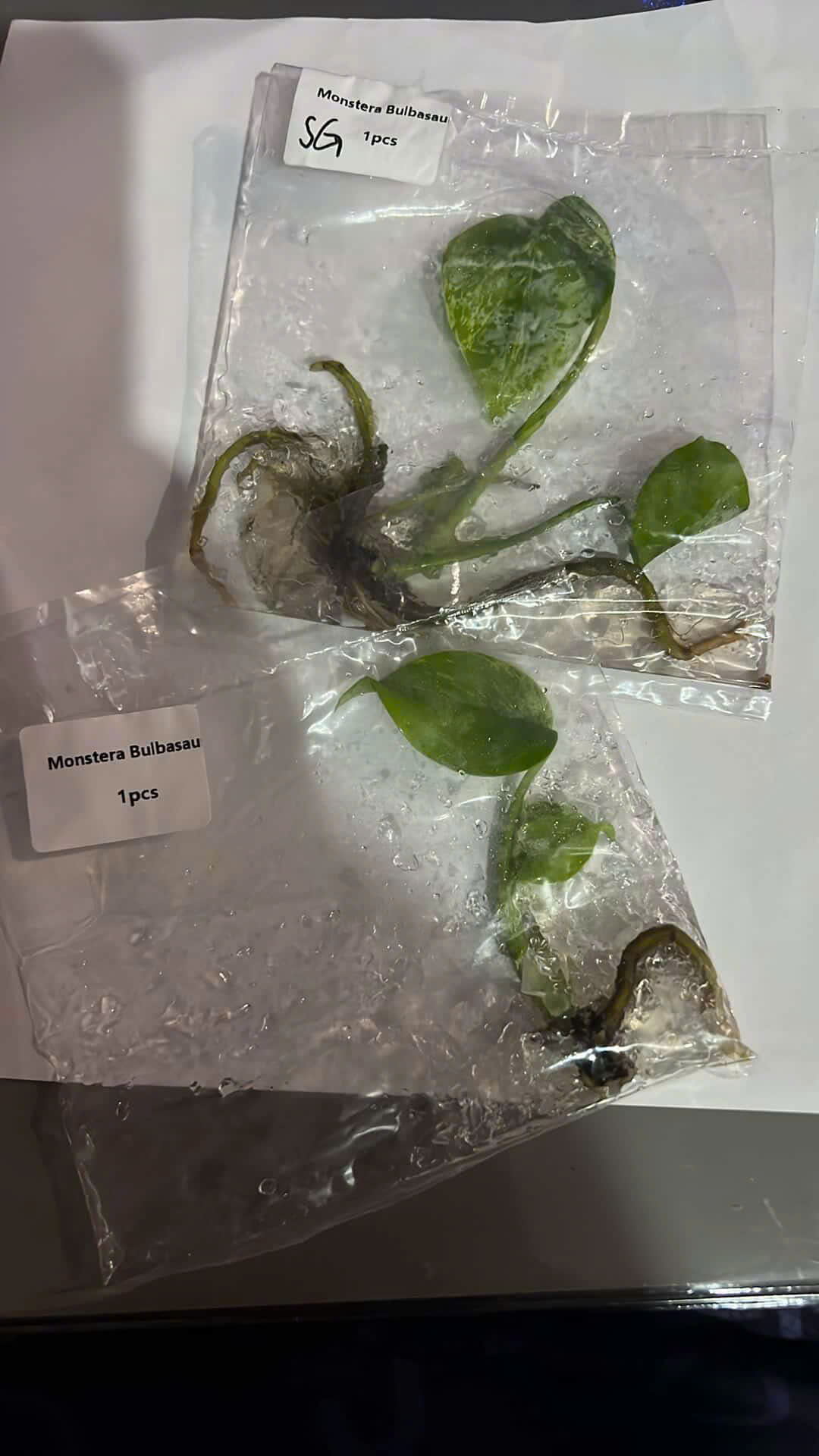 Monstera Bulbasaur Variegated Tissue Culture Rare - High variegation - (1 Plant/Glass Bottle, Bag) with care instructions - Image 4