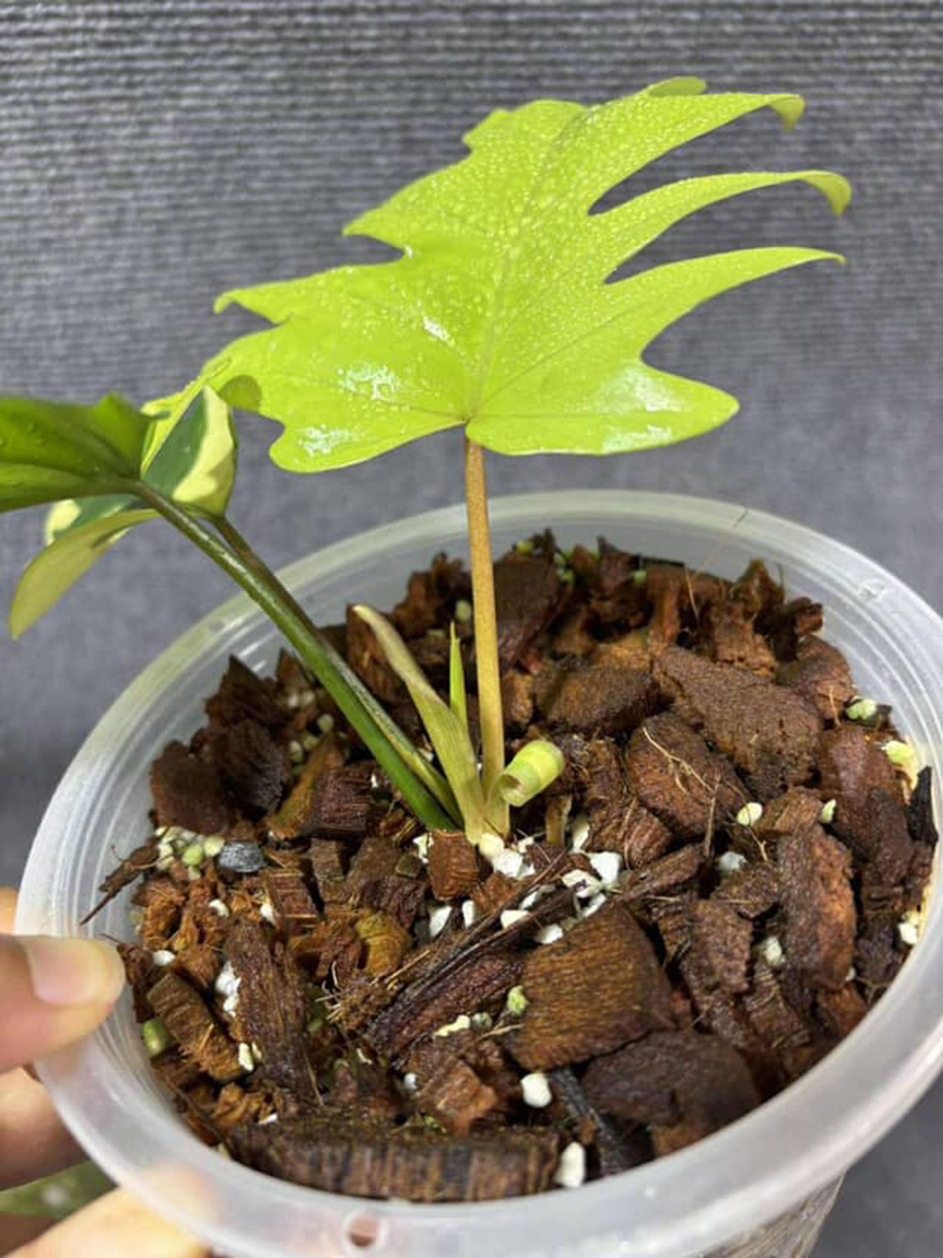 Philodendron Mayoi Variegated - Image 2