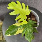 Philodendron Mayoi Variegated