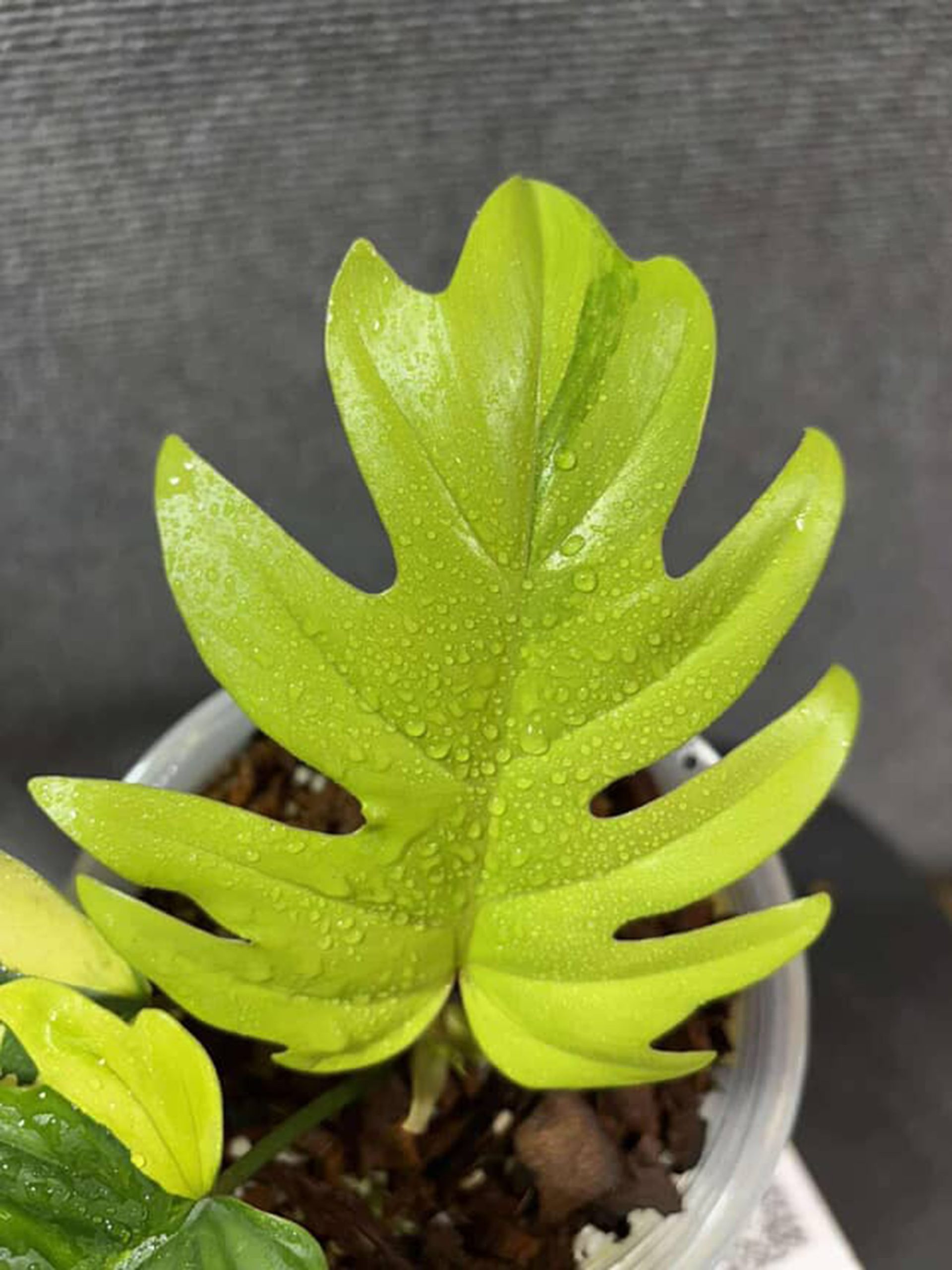 Philodendron Mayoi Variegated - Image 3