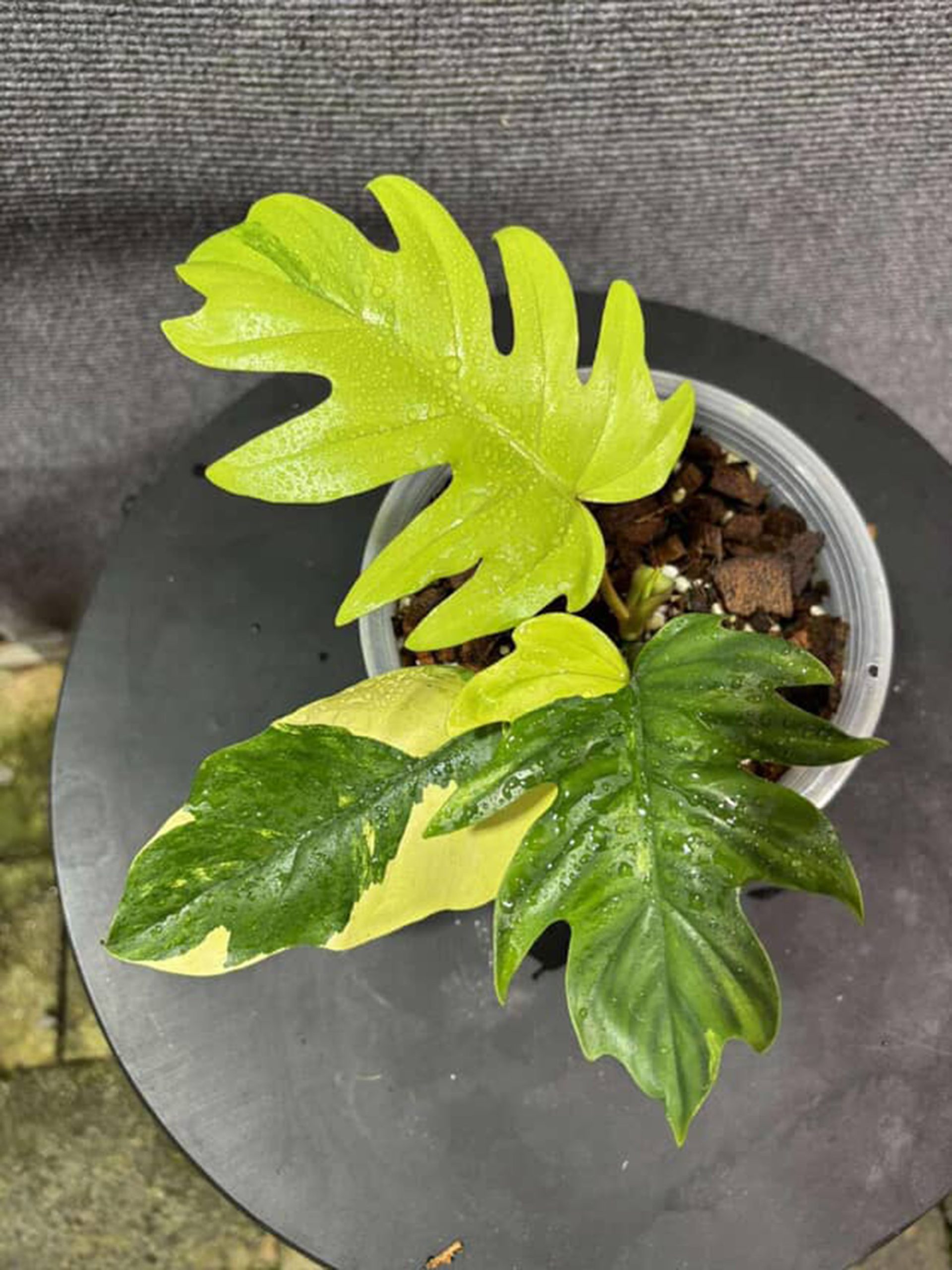 Philodendron Mayoi Variegated