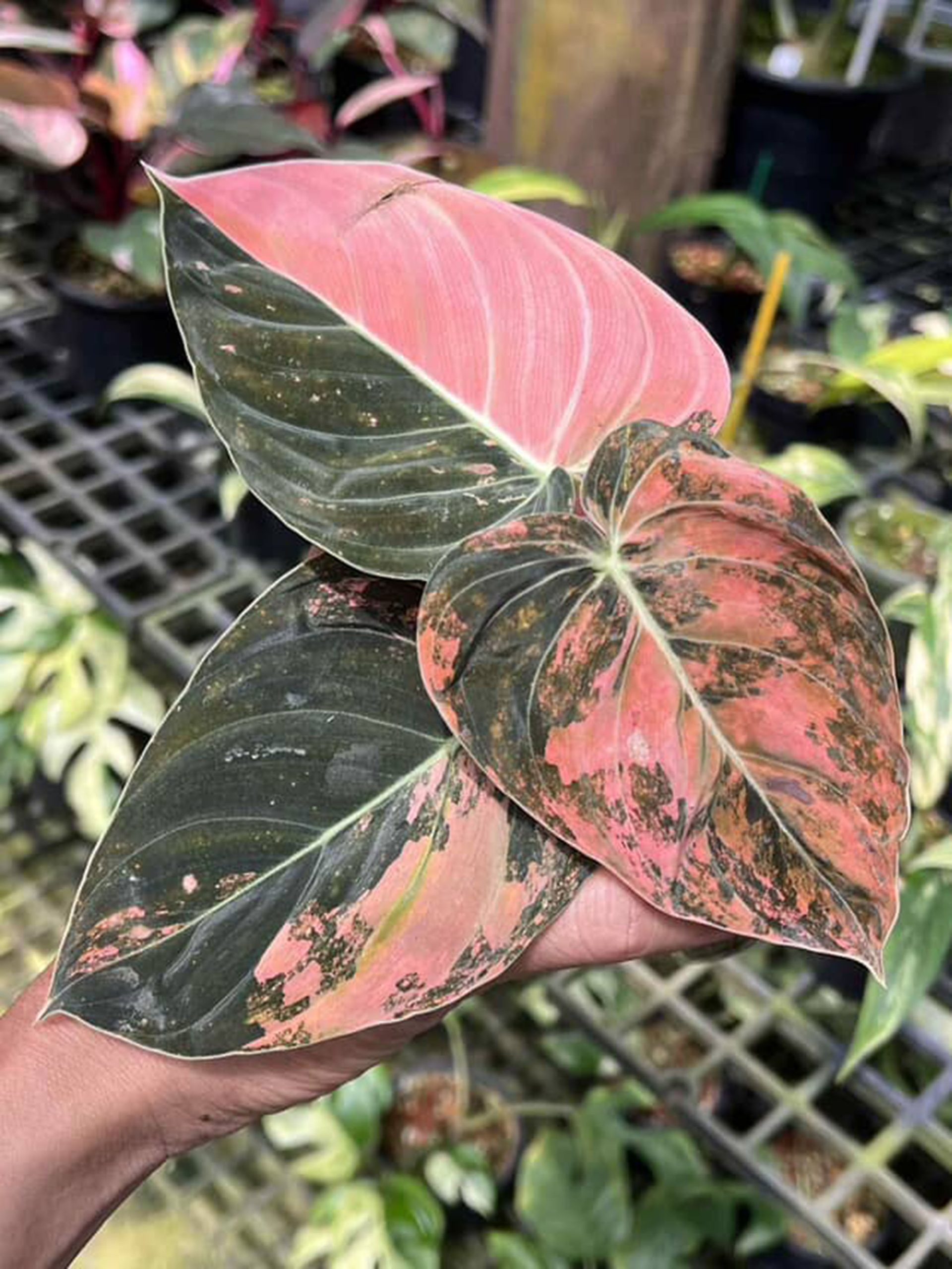 Philodendron Melanochrysum Pink Orange Variegated