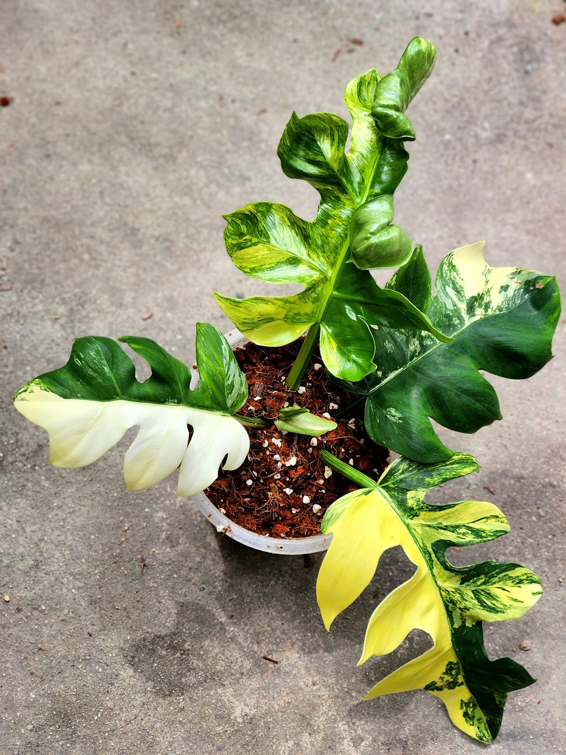 Philodendron Distantilobum Variegated plant well variegated