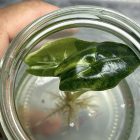 Alocasia Venom Aurea Variegated Tissue culture