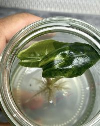 Alocasia Venom Aurea Variegated Tissue culture