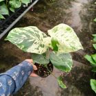 Monstera Deliciosa Vietciosa