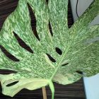 Variegated Monstera Starlight Tissue Culture, Rare Variegation