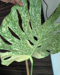 Variegated Monstera Starlight Tissue Culture, Rare Variegation